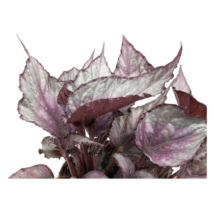 Begonia Maori Haze Leaf Culture