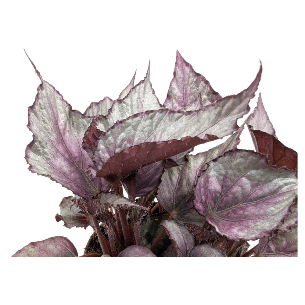 Begonia Maori Haze_3_thumb