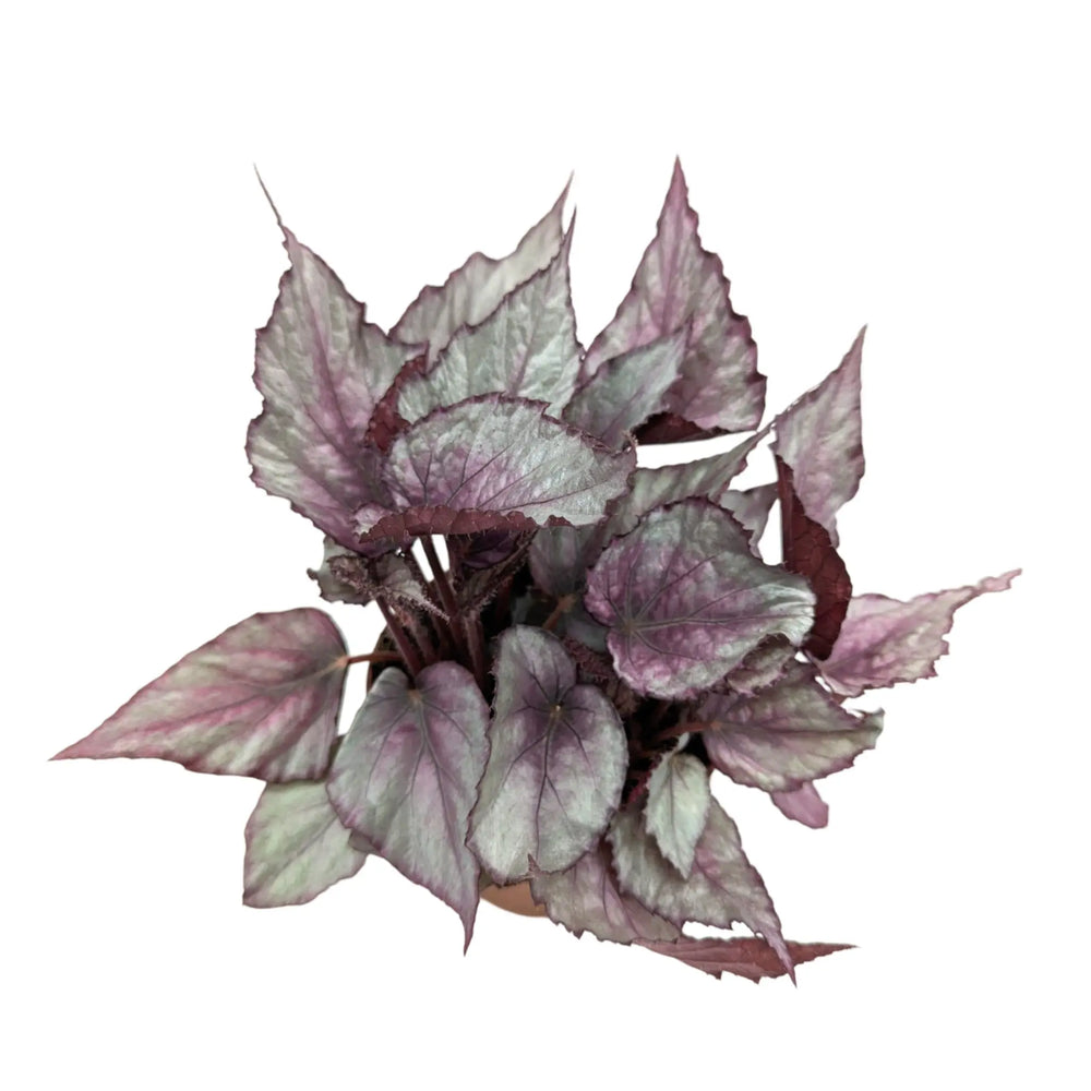 Begonia Maori Haze_2_thumb