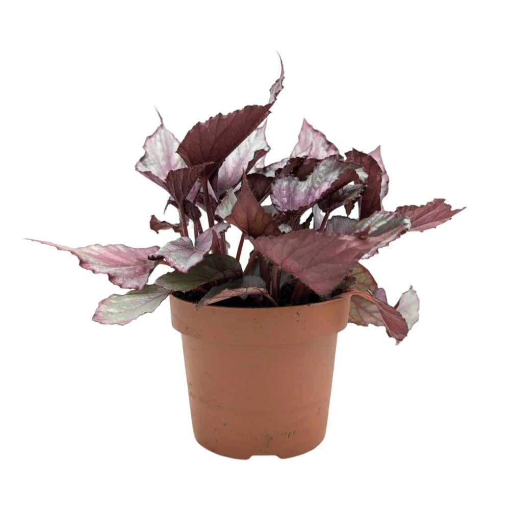 Begonia Maori Haze_5_thumb