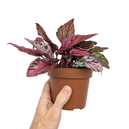 Begonia Maui Sunset Leaf Culture