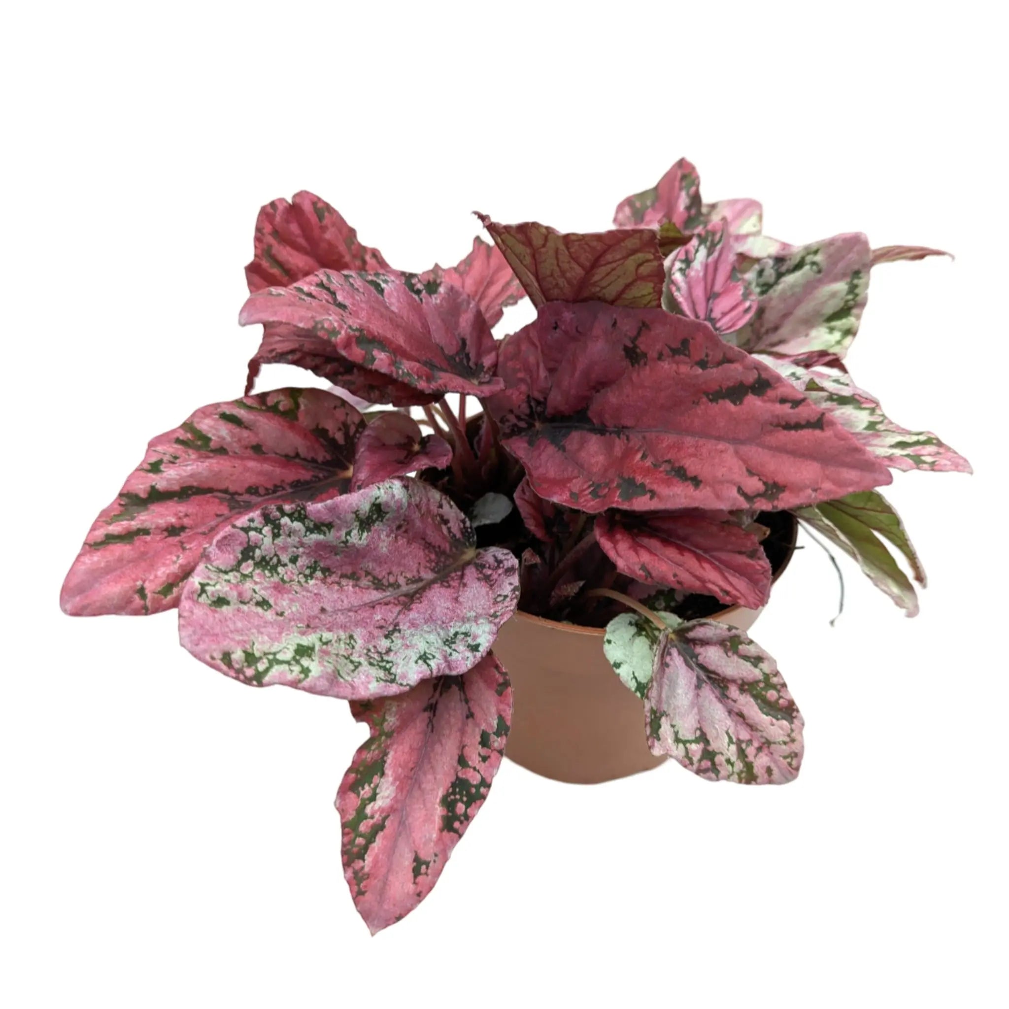 Begonia Maui Sunset Leaf Culture