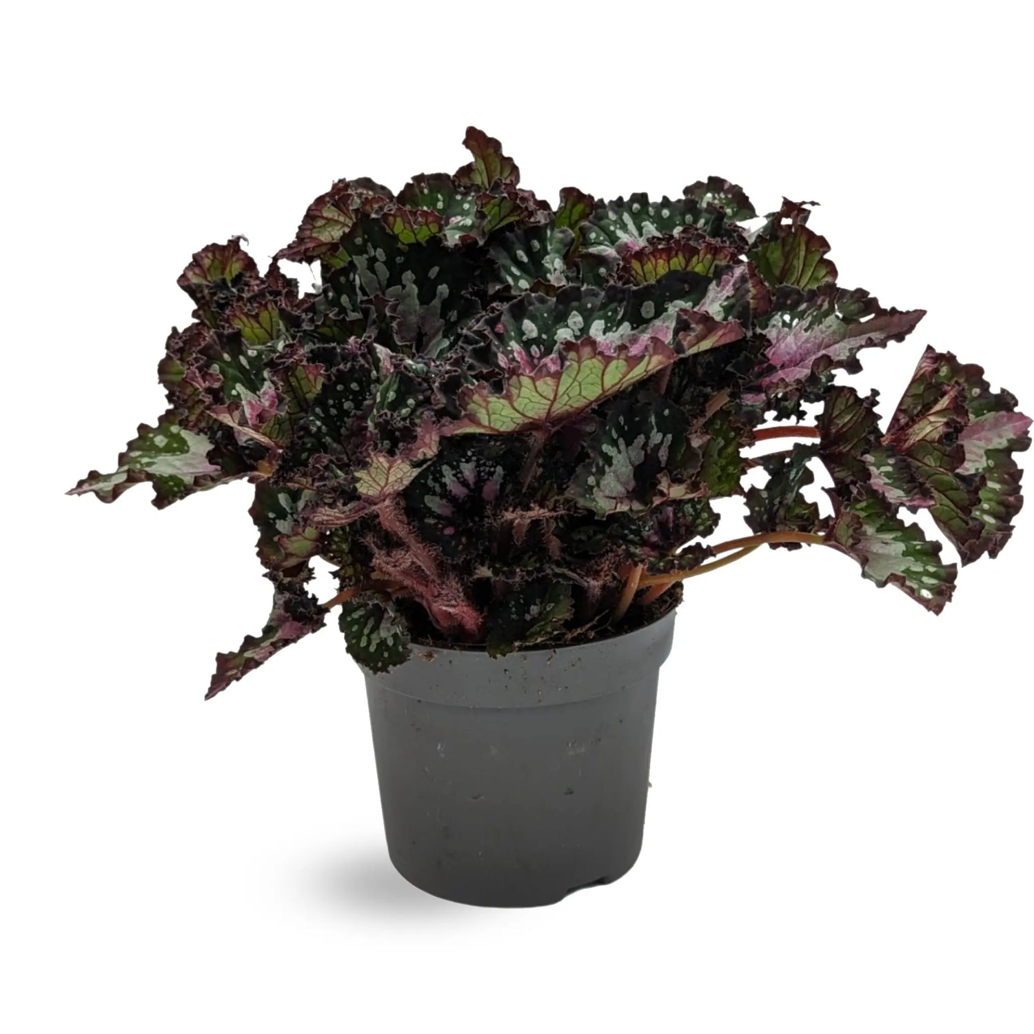 Begonia Rex Purple Blush Leaf Culture