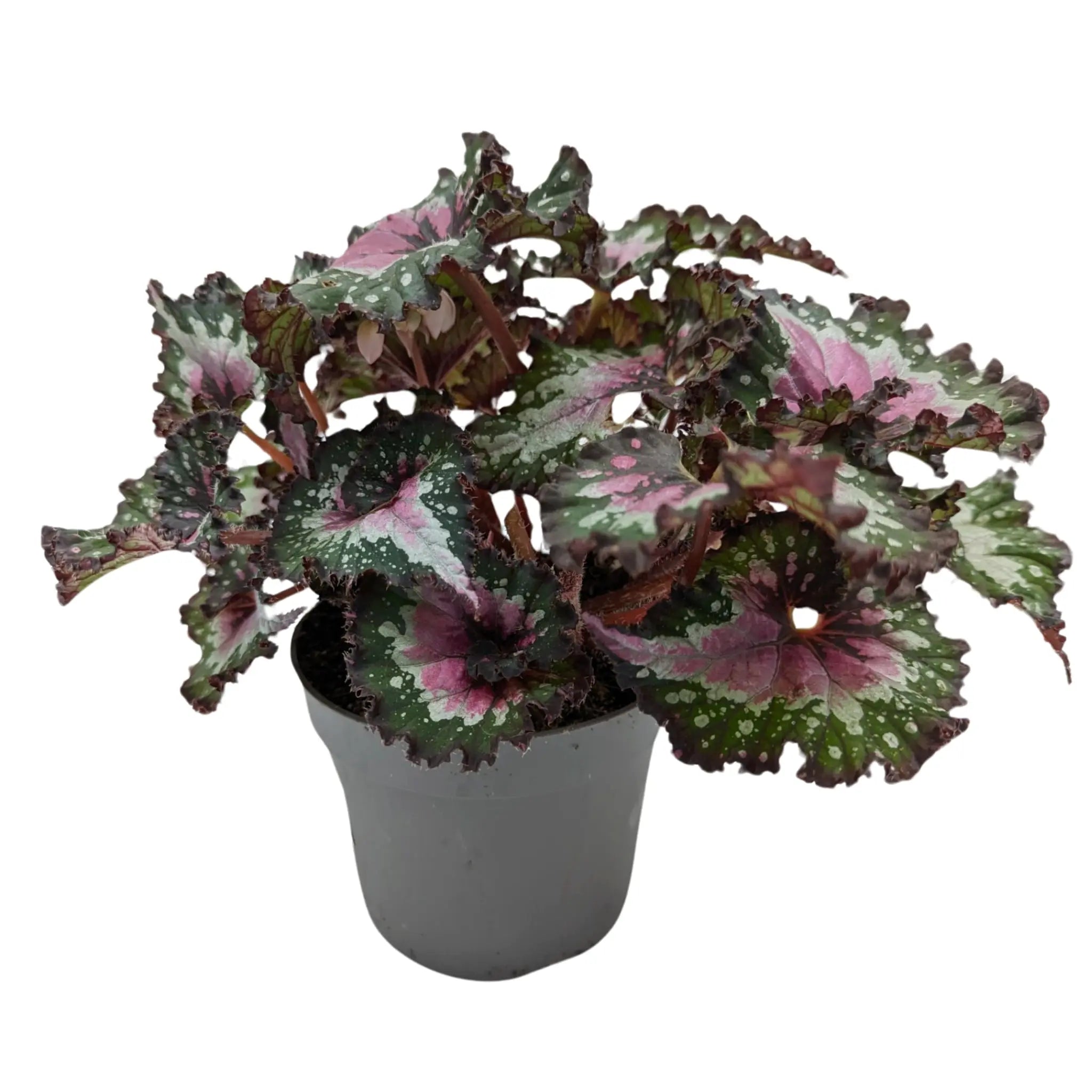 Begonia Rex Purple Blush Leaf Culture