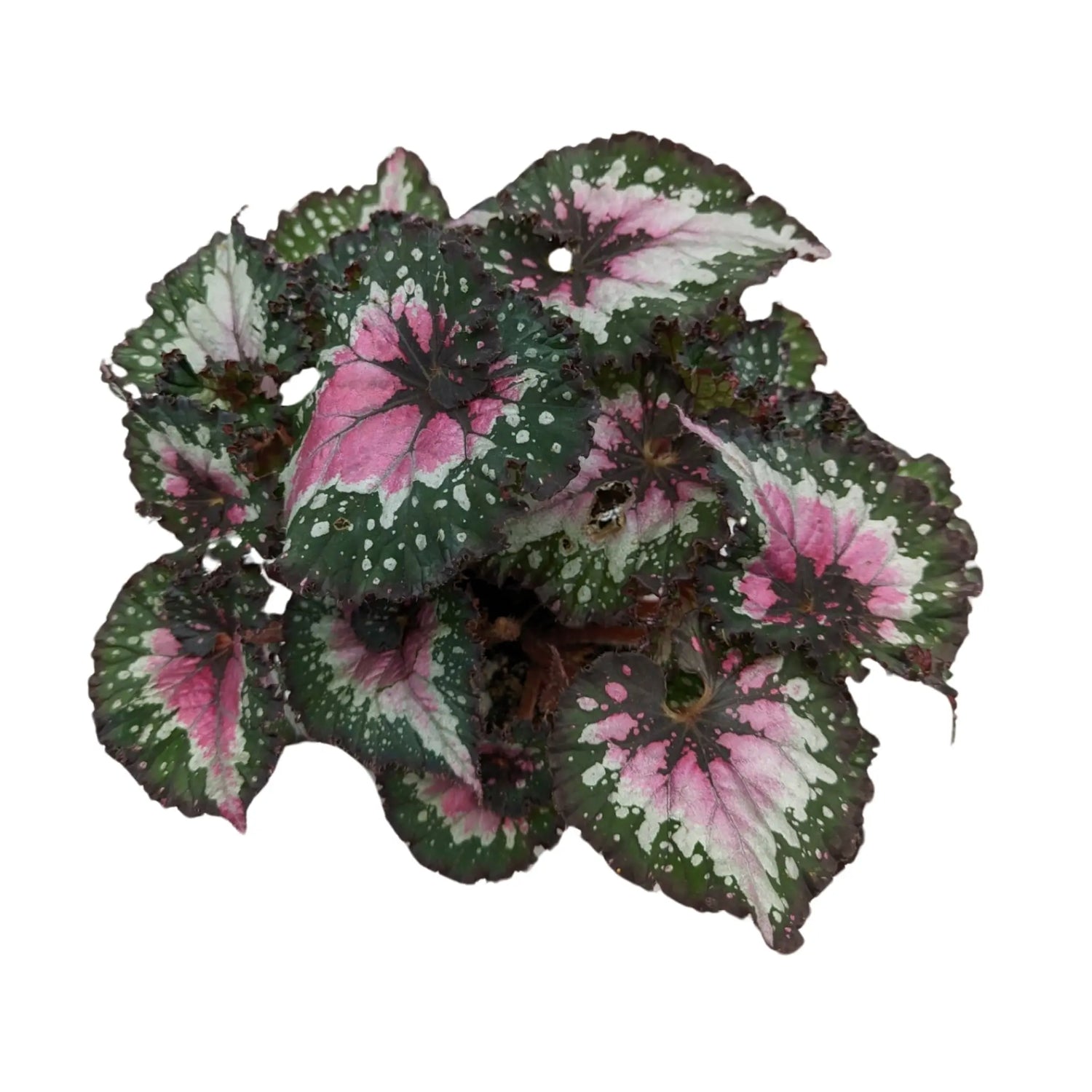 Begonia Rex Purple Blush Leaf Culture