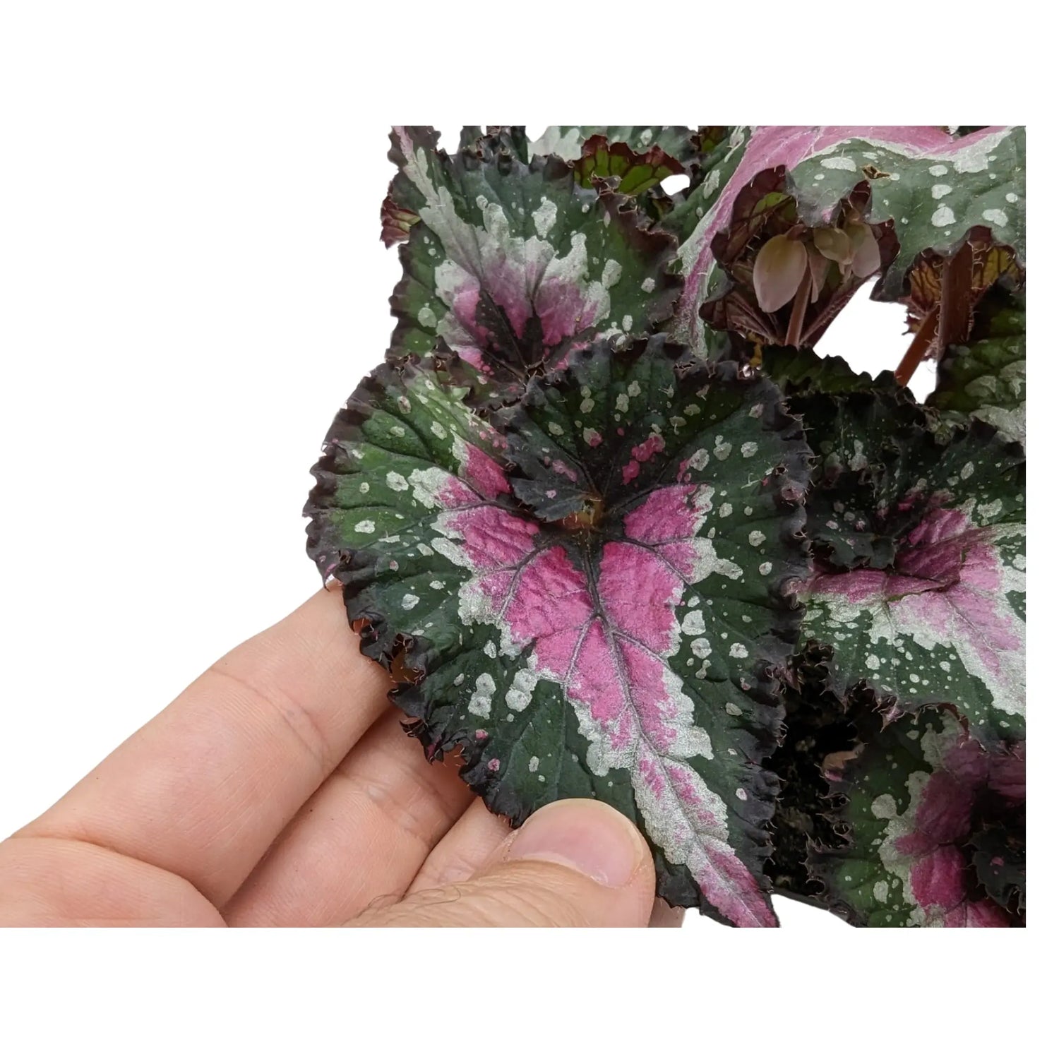 Begonia Rex Purple Blush Leaf Culture