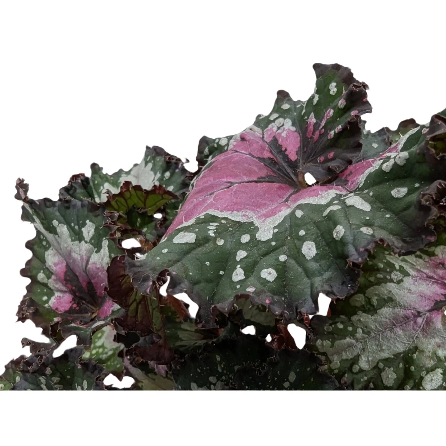 Begonia Rex Purple Blush Leaf Culture