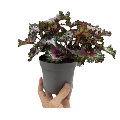 Begonia Rex Purple Blush Leaf Culture