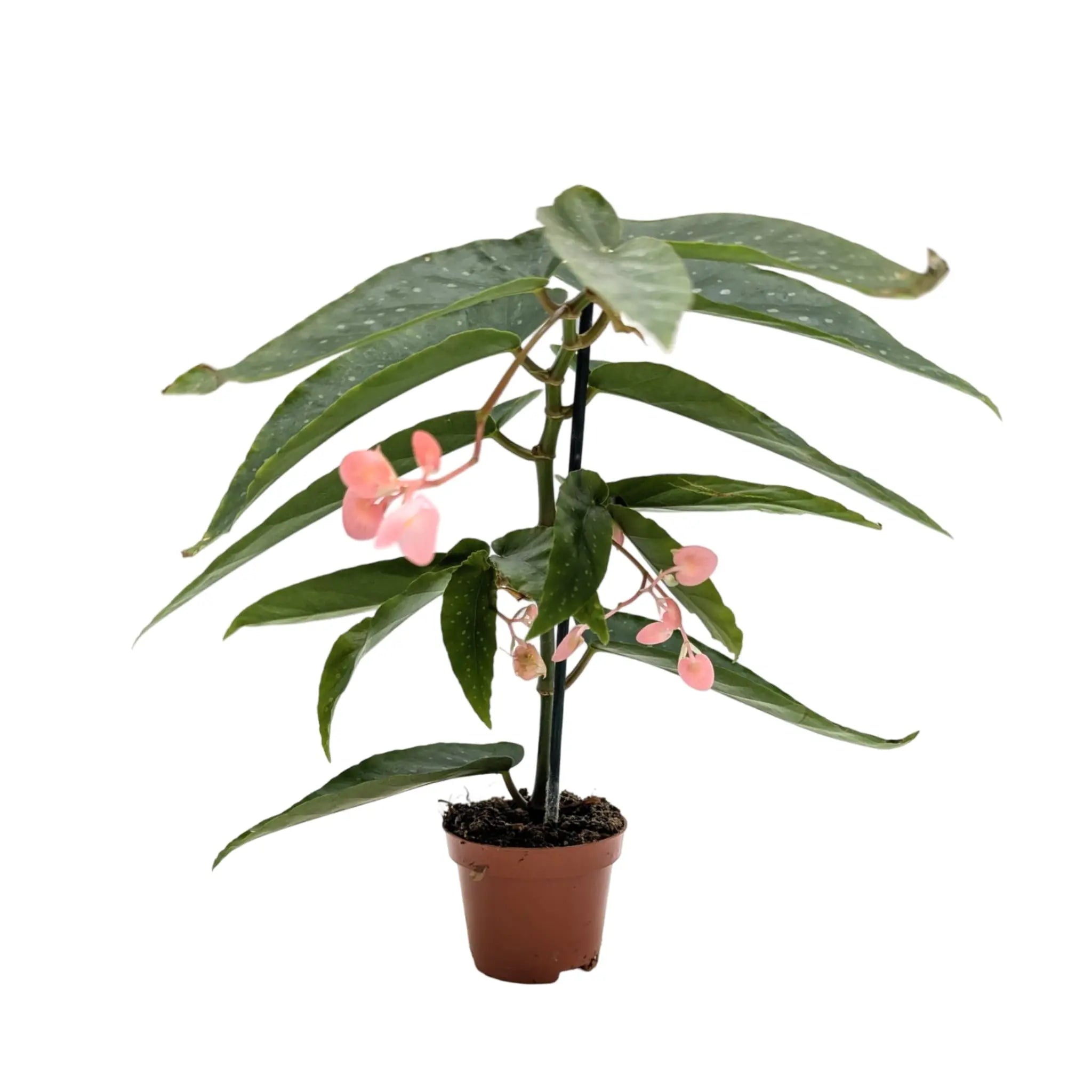 Begonia Wings Albopita Leaf Culture