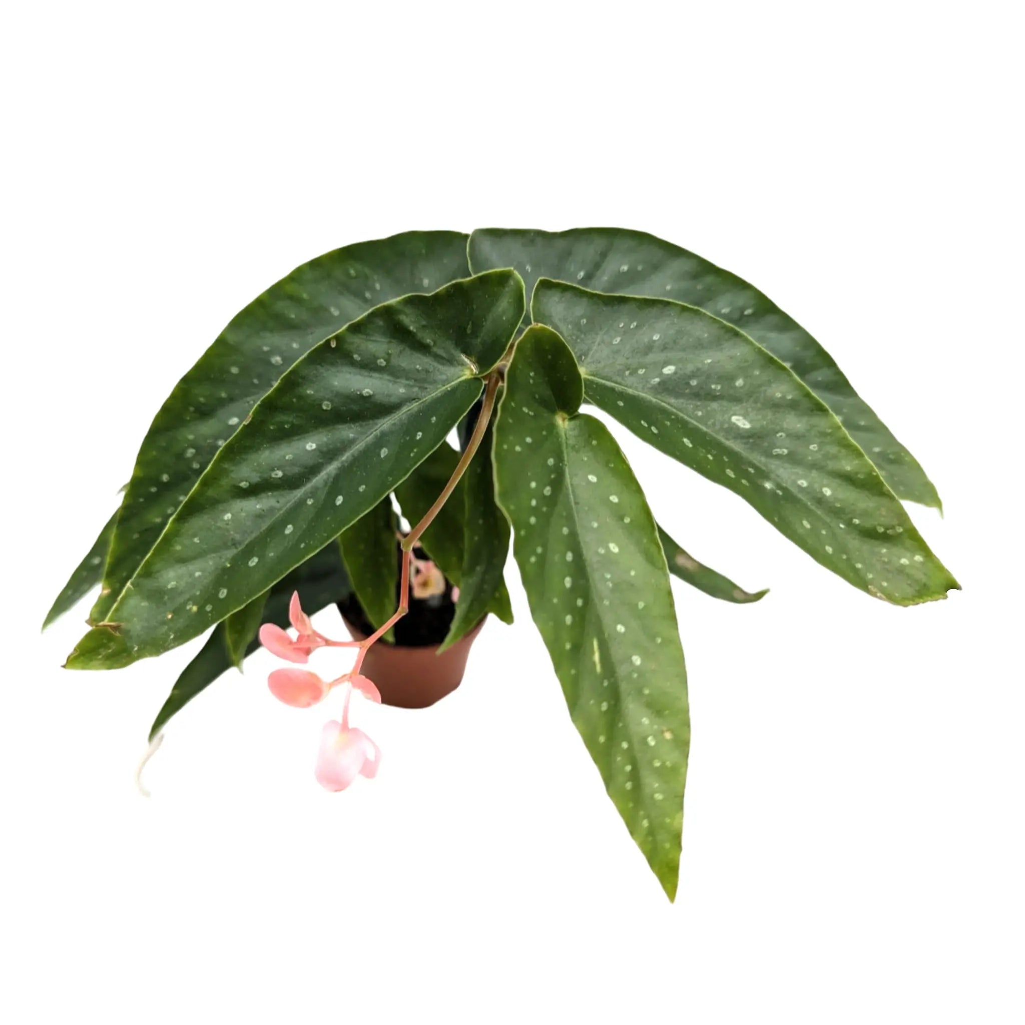 Begonia Wings Albopita Leaf Culture