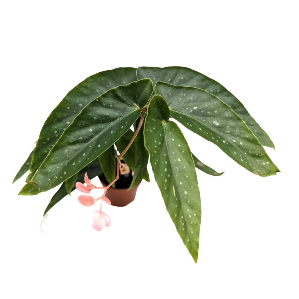Begonia Wings Albopita_2_main