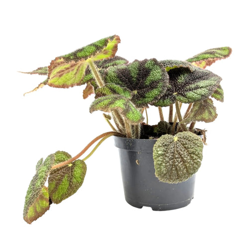 Begonia massoniana | Iron Cross Begonia Leaf Culture
