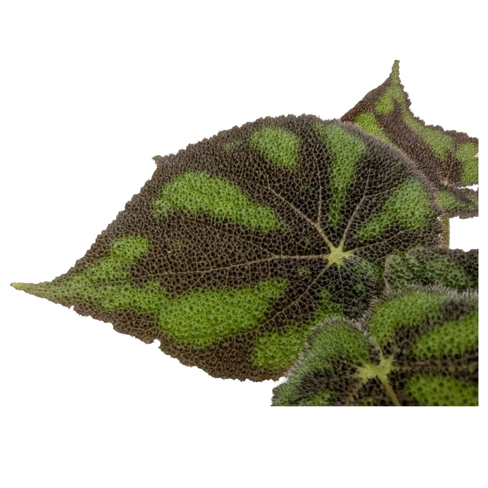 Begonia massoniana | Iron Cross Begonia_3_main