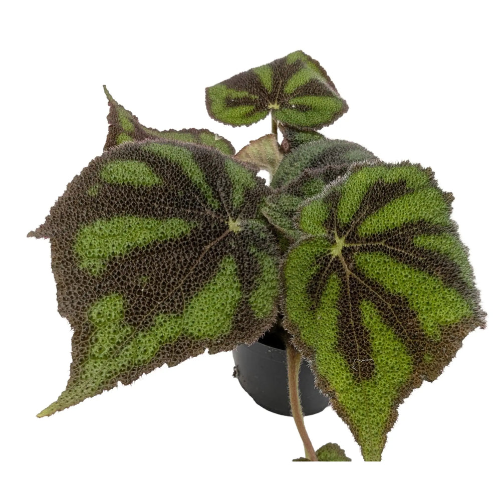 Begonia massoniana | Iron Cross Begonia_4_main