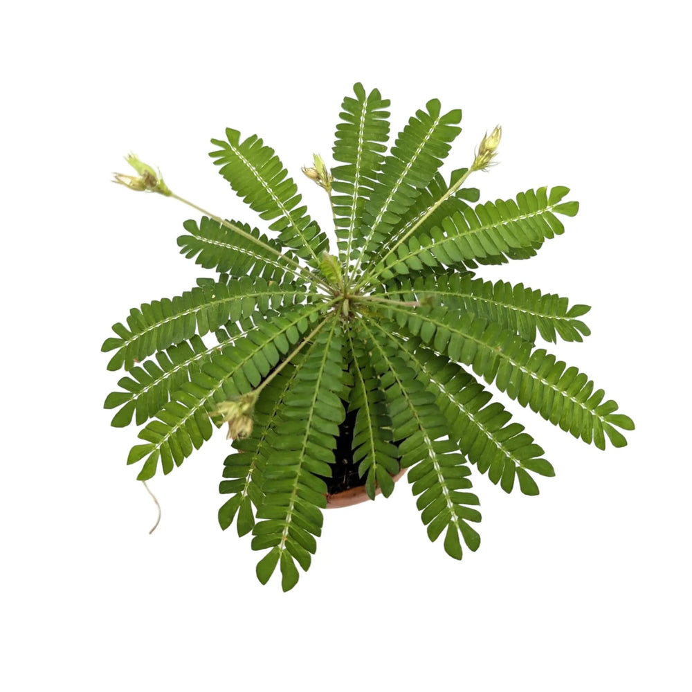 Biophytum sensitivum | Little Tree Plant_2_main