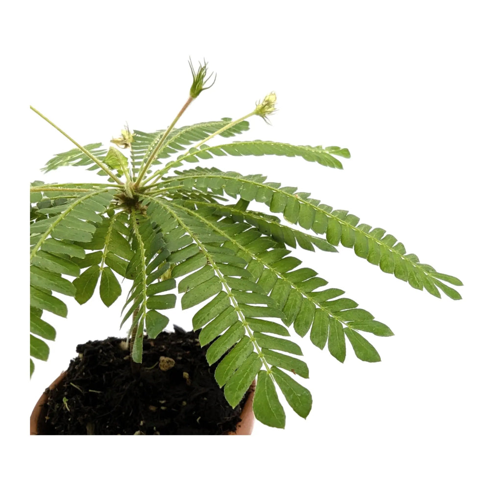 Biophytum sensitivum | Little Tree Plant_3_main