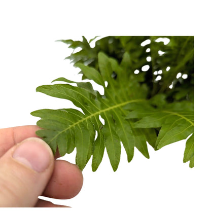 Blechnum gibbum Silver Lady | Geometry Fern Leaf Culture