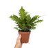 Blechnum gibbum Silver Lady | Geometry Fern Leaf Culture