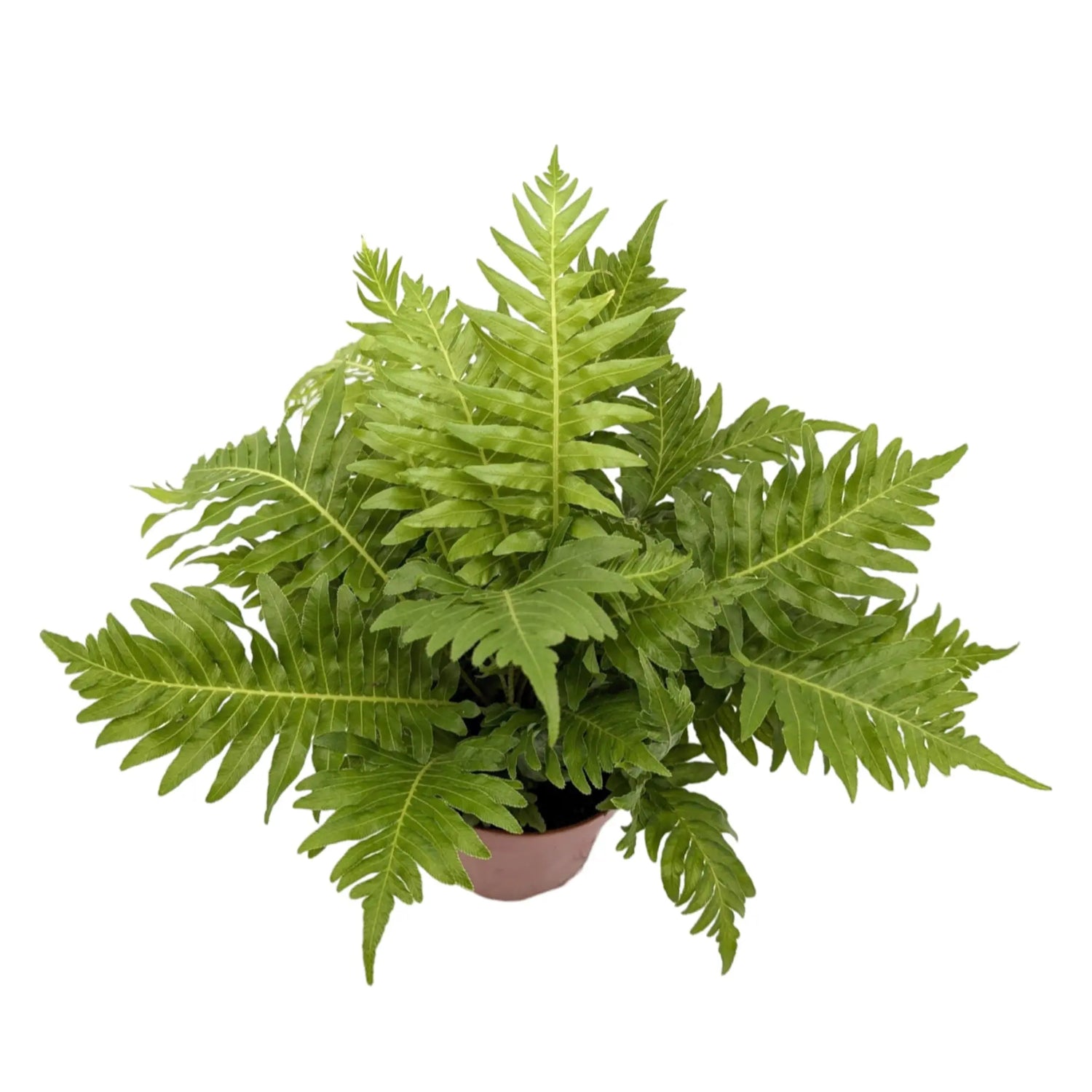 Blechnum gibbum Silver Lady | Geometry Fern Leaf Culture