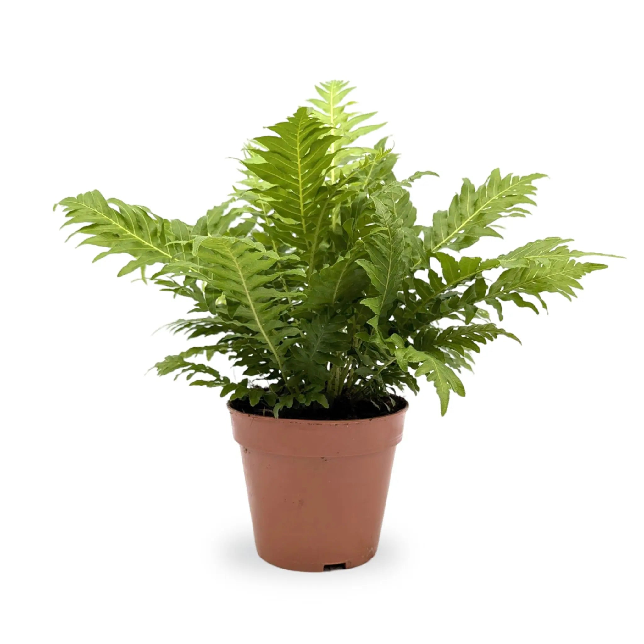 Blechnum gibbum Silver Lady | Geometry Fern Leaf Culture