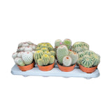 Bolcactus Cactus - 1 plant Leaf Culture