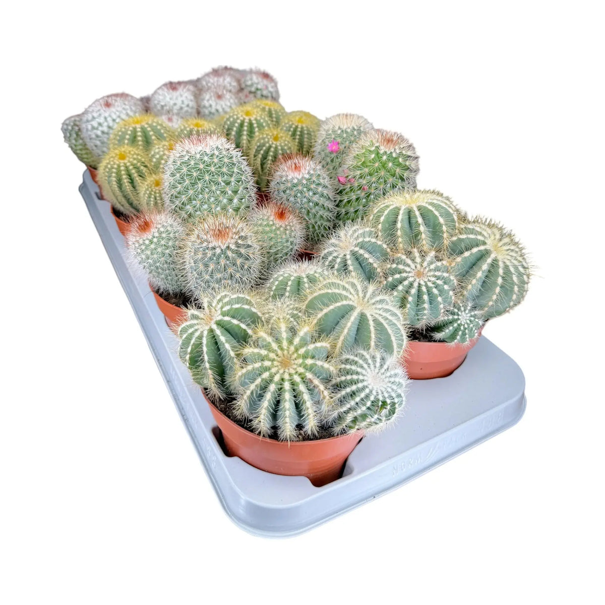 Bolcactus Cactus - 1 plant Leaf Culture