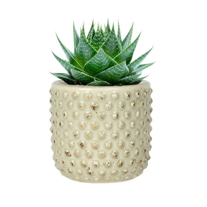 Bolino Plant Pot - Mint TS Collection