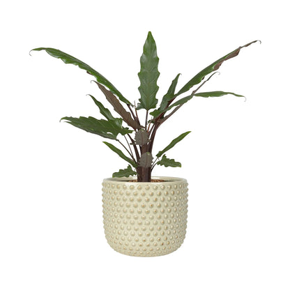 Bolino Plant Pot - Mint TS Collection