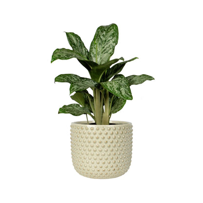Bolino Plant Pot - Mint TS Collection