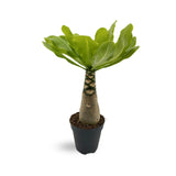 Brighamia insignis - Hawaiian Palm Oz