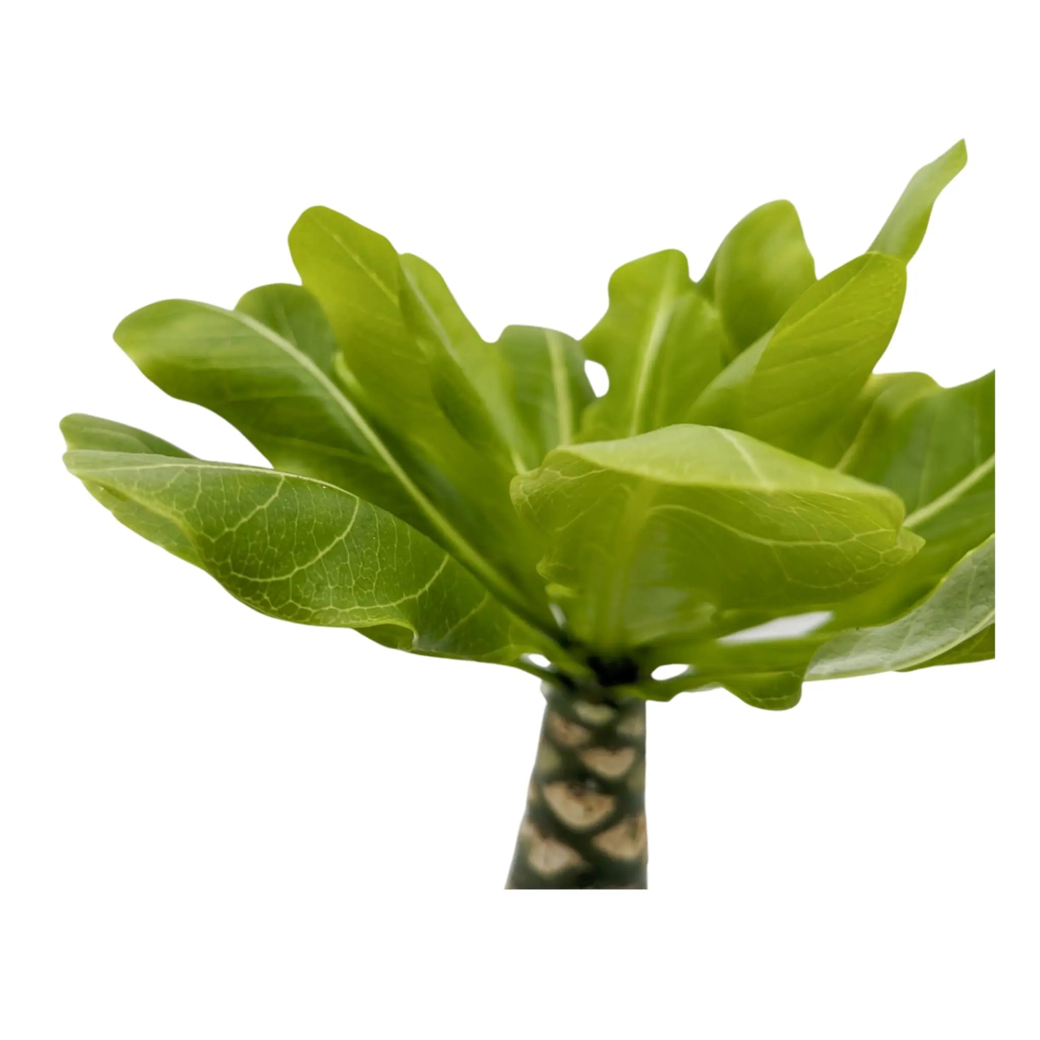 Brighamia insignis - Hawaiian Palm Oz