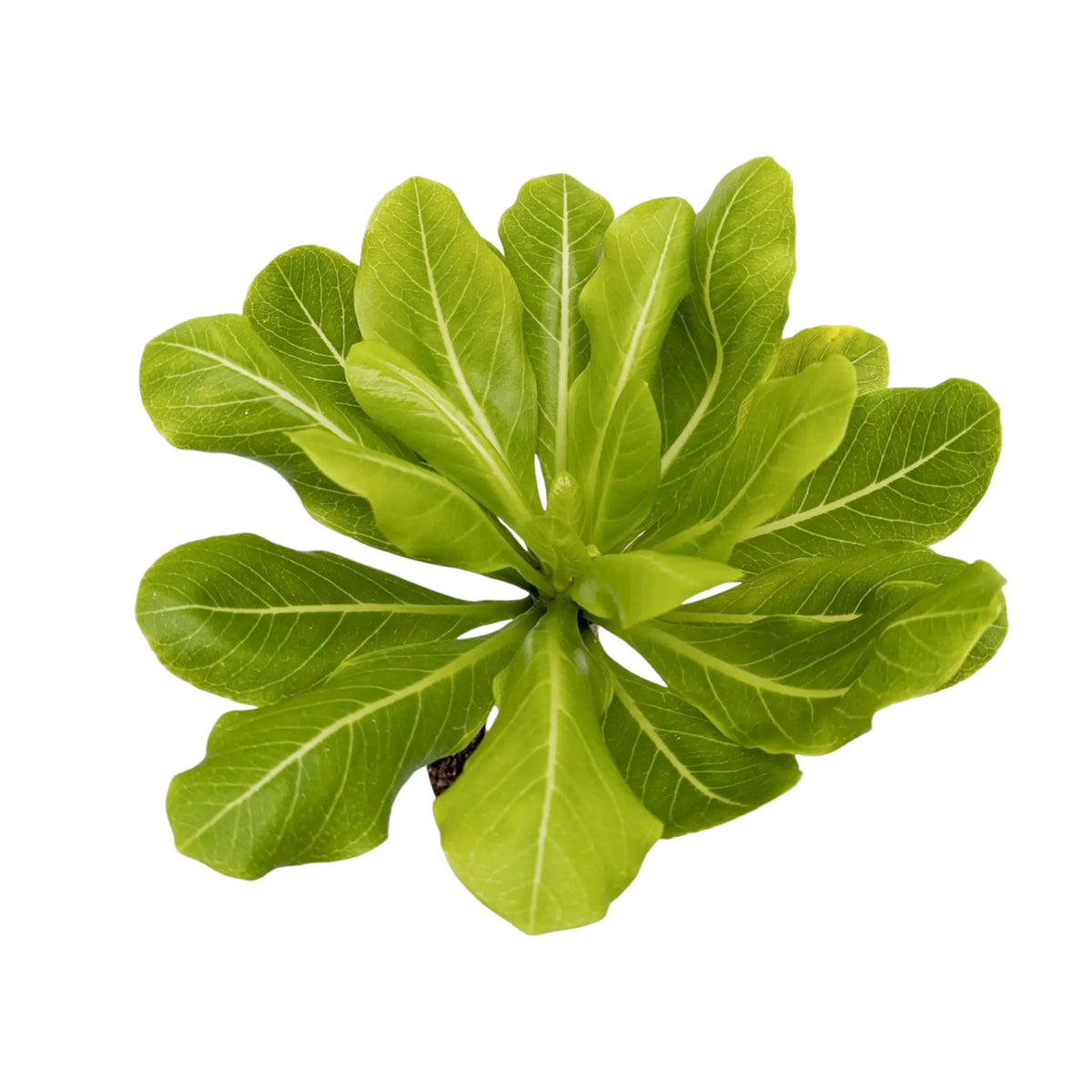 Brighamia insignis - Hawaiian Palm Oz