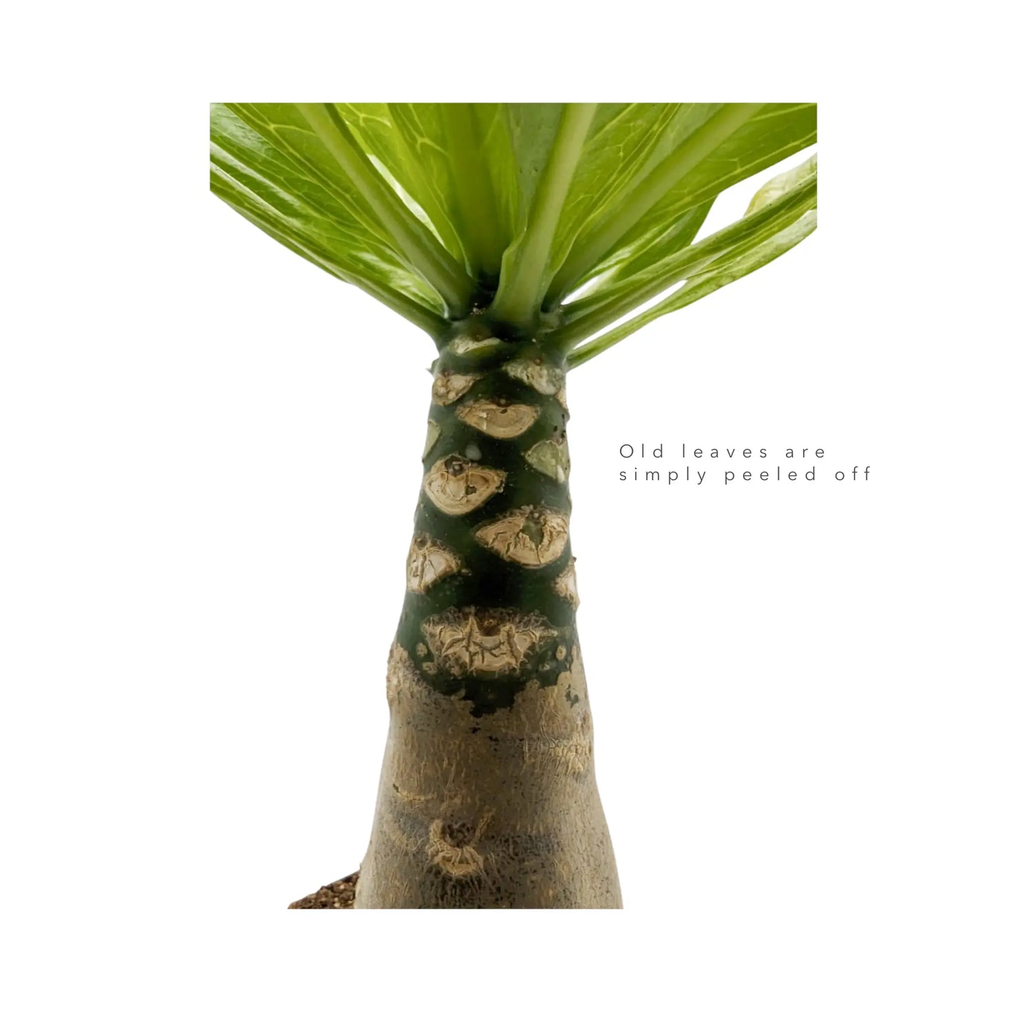Brighamia insignis - Hawaiian Palm Oz