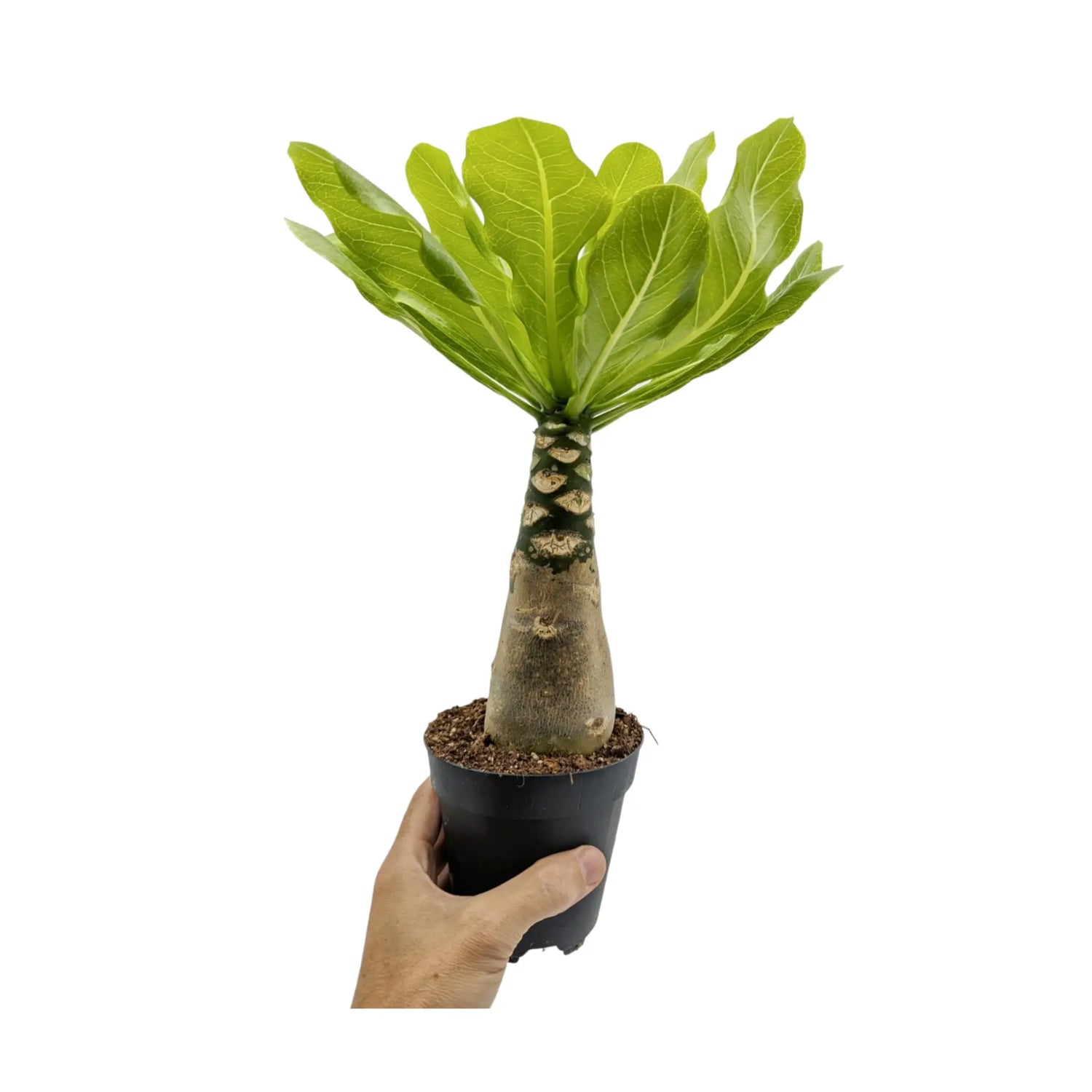 Brighamia insignis - Hawaiian Palm Oz