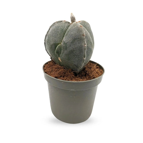 Astrophytum myriostigma - Fossil Cactus Leaf Culture