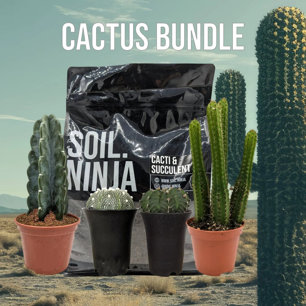 Cactus Bundle Including Soil_1_main