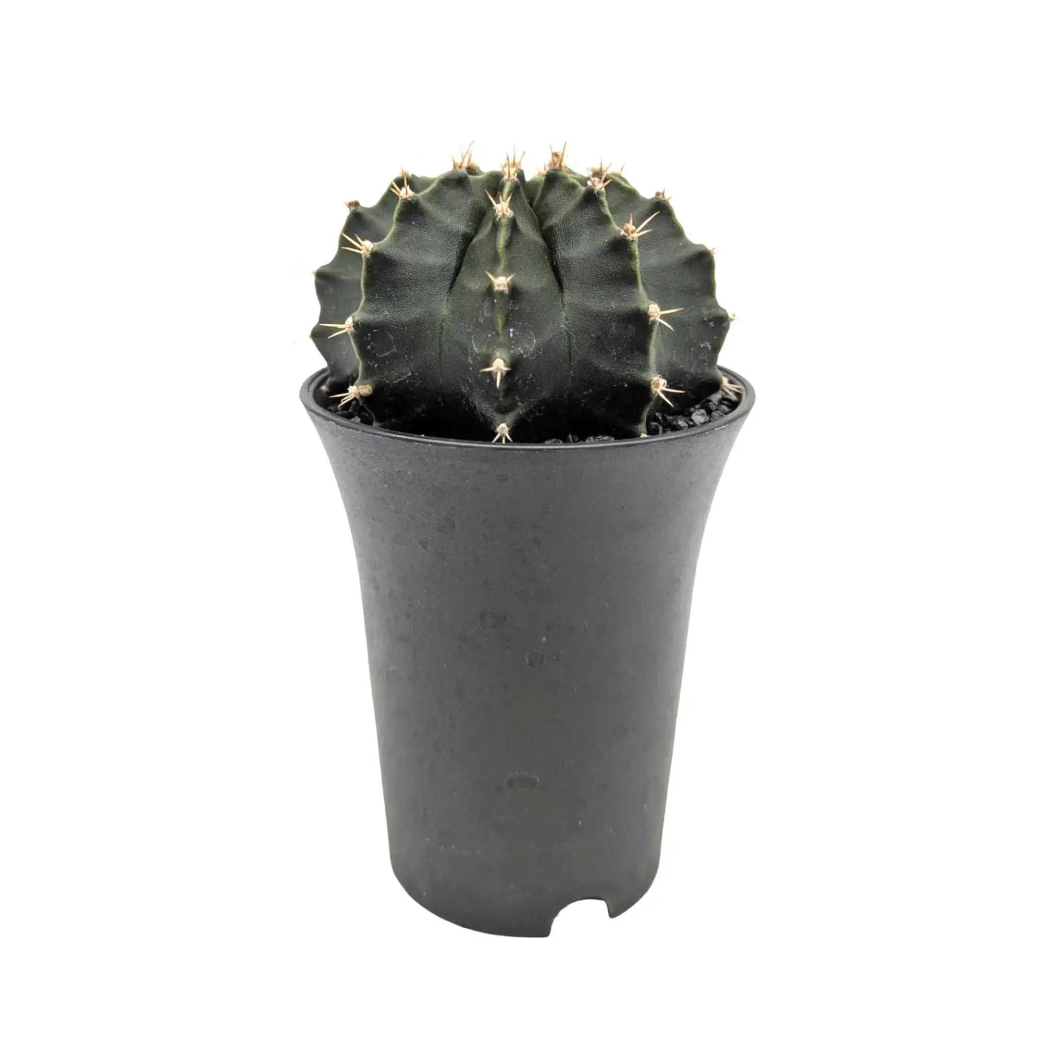 Gymnocalycium Cactus Green | Chin Cactus Leaf Culture