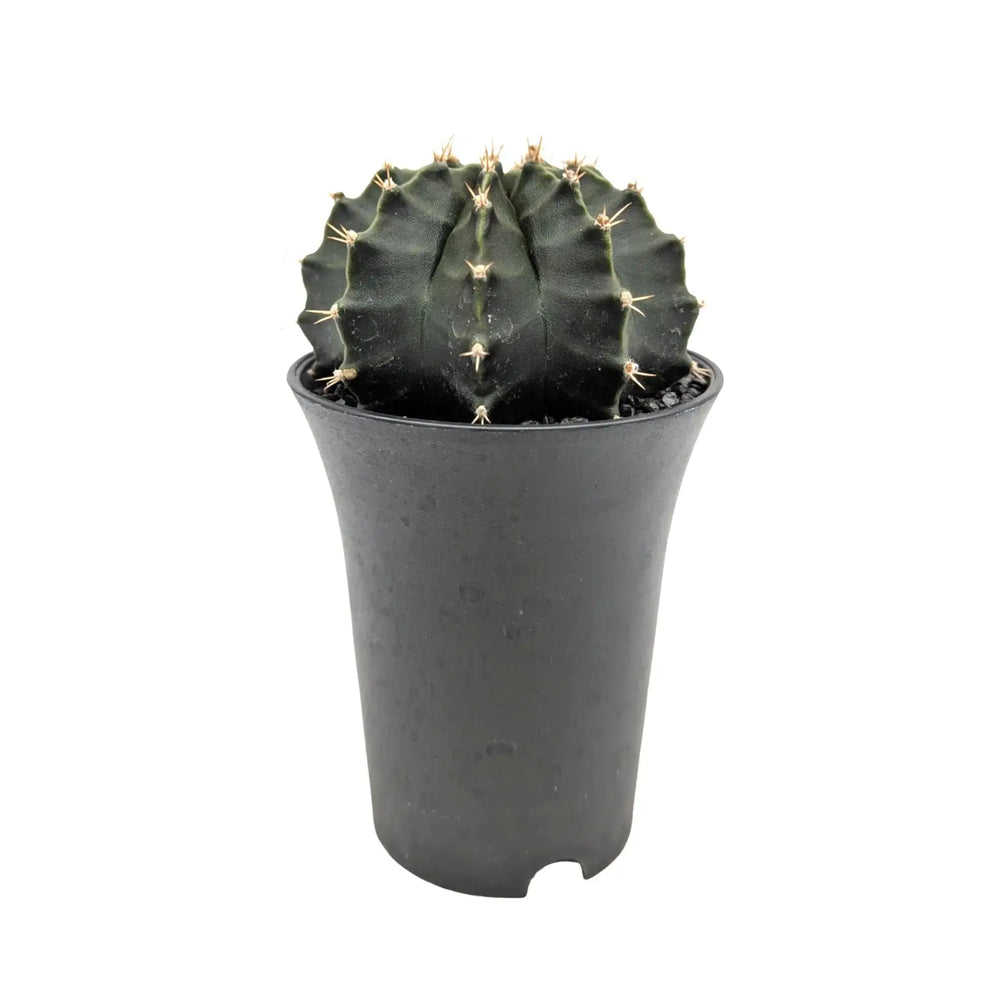 Cactus Bundle Including Soil_4_main