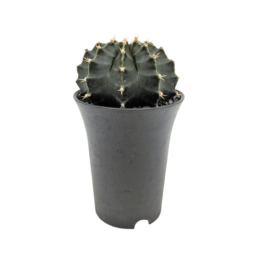 Gymnocalycium Cactus Green | Chin Cactus Leaf Culture