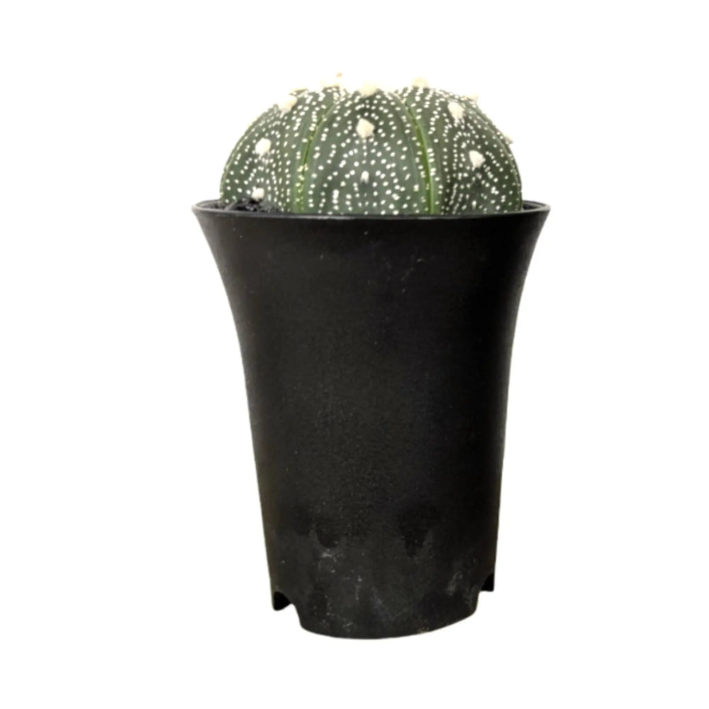 Cactus Bundle Including Soil_5_main