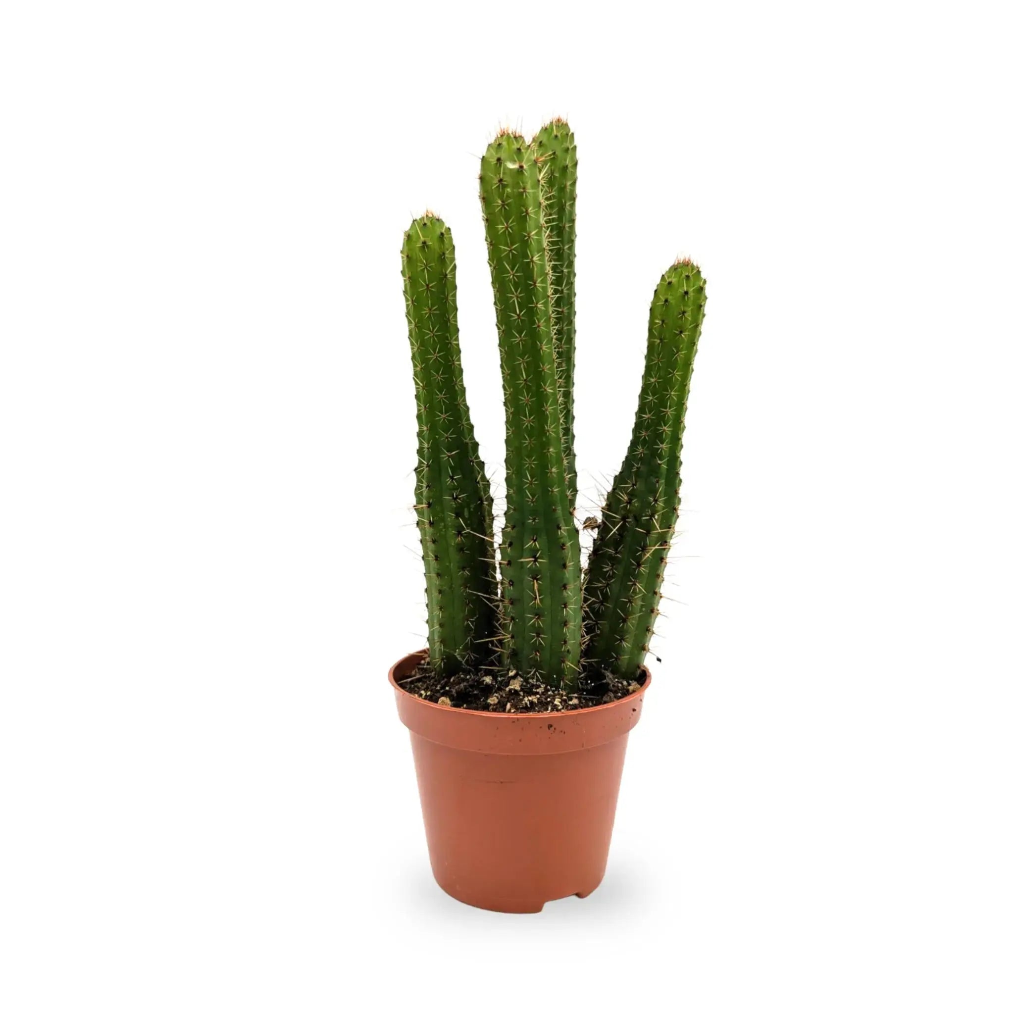 Cleistocactus samaipatanus | Pink Torch Cactus Leaf Culture