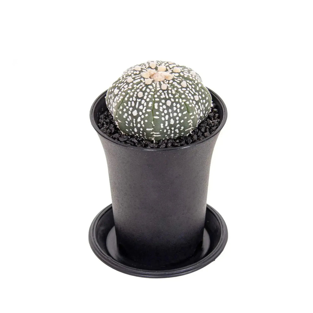 Superkabuto Sand Dollar Cactus | Astrophytum - Rare Spotted - Leaf Culture_1_main