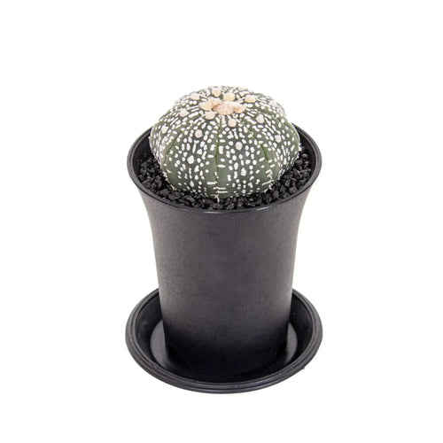 Astrophytum Asterias Superkabuto | Sand Dollar Cactus Leaf Culture