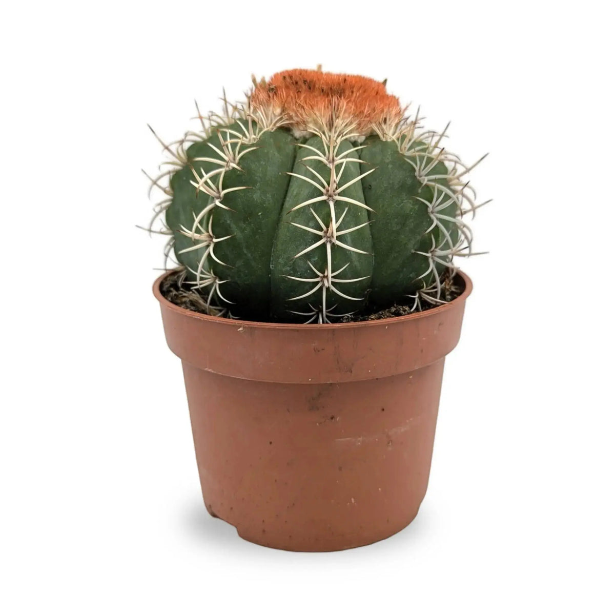 Melocactus Matanzanus | Turk’s Cap Cactus Leaf Culture