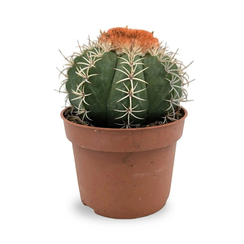 Melocactus Matanzanus | Turk’s Cap Cactus Leaf Culture