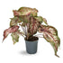 Caladium Bicolour - Heart of Jesus Leaf Culture