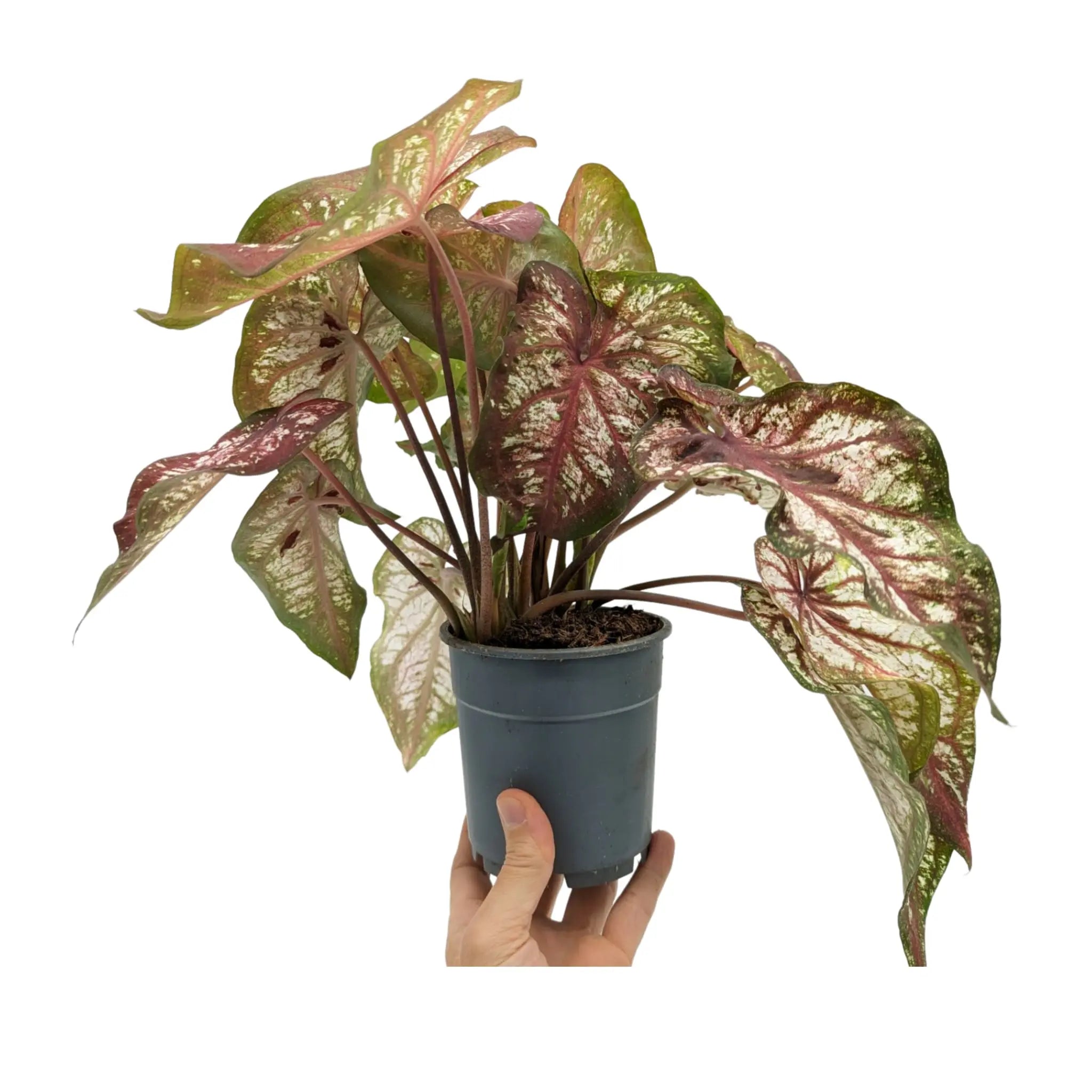 Caladium Bicolour - Heart of Jesus Leaf Culture