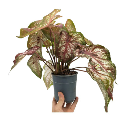 Caladium Bicolour - Heart of Jesus Leaf Culture