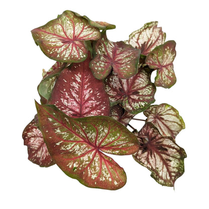 Caladium Bicolour - Heart of Jesus Leaf Culture