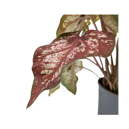 Caladium Bicolour - Heart of Jesus Leaf Culture